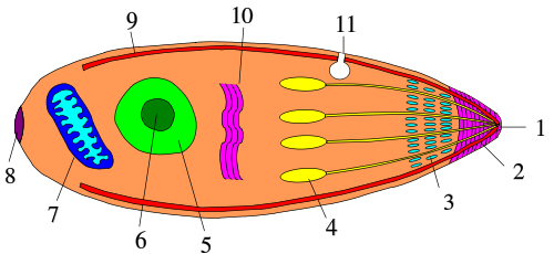 Apicomplexa structure