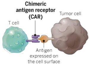 CAR T cell therapy