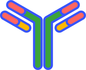 antibody