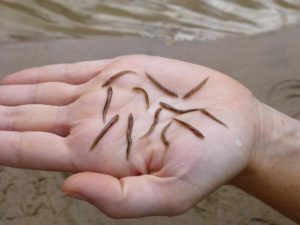 Sea Lamrpey Larvae