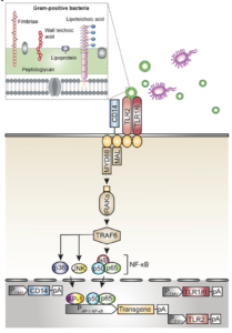 Immunomimetic