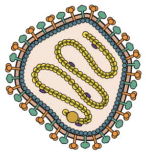 measles virus