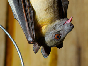 straw colored bat