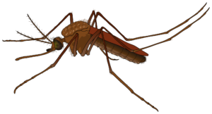 female mosquito