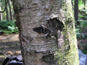 Black and peppered moths