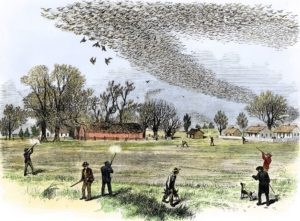 Passenger pigeon shoot