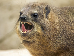 Hyrax