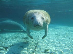 Manatee