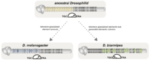 Drosophilid telomeres