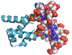 helix-loop-helix