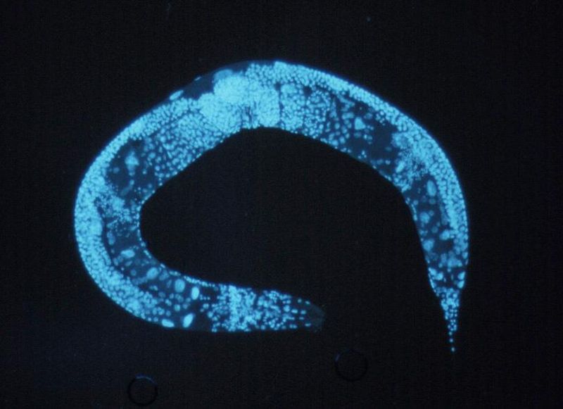 800px-Caenorhabditis elegans