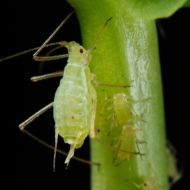 Acyrthosiphon pisum pea aphid-PLoS