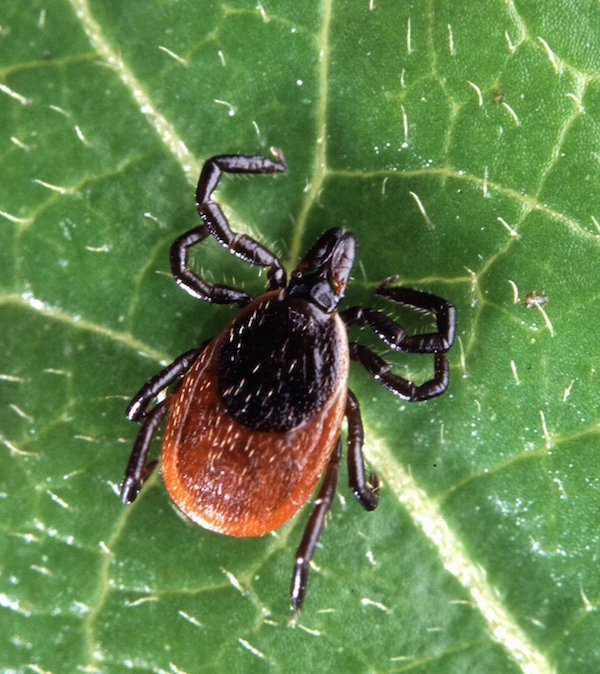 Adult deer tick, Ixodes scapularis 