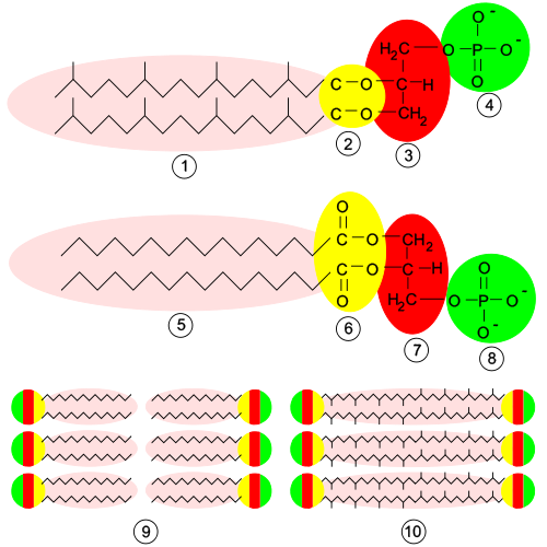 Archaea membrane