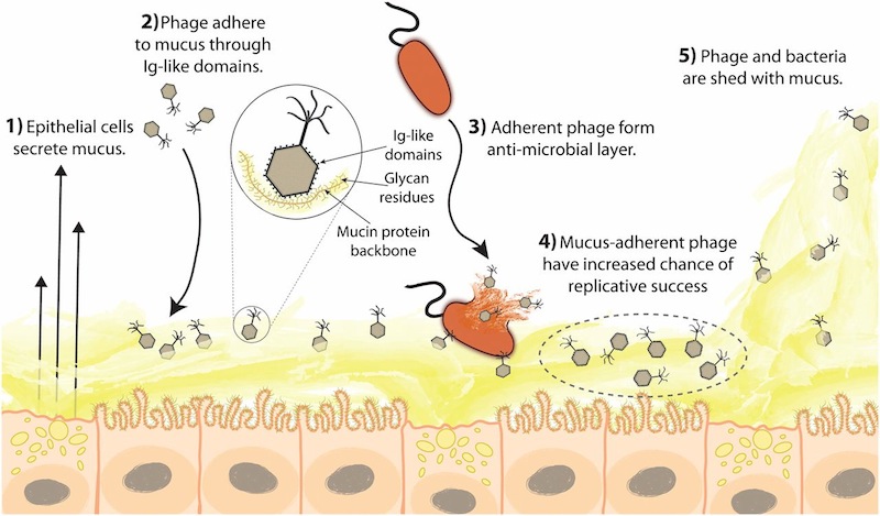 Bacteriophage adhering to mucus