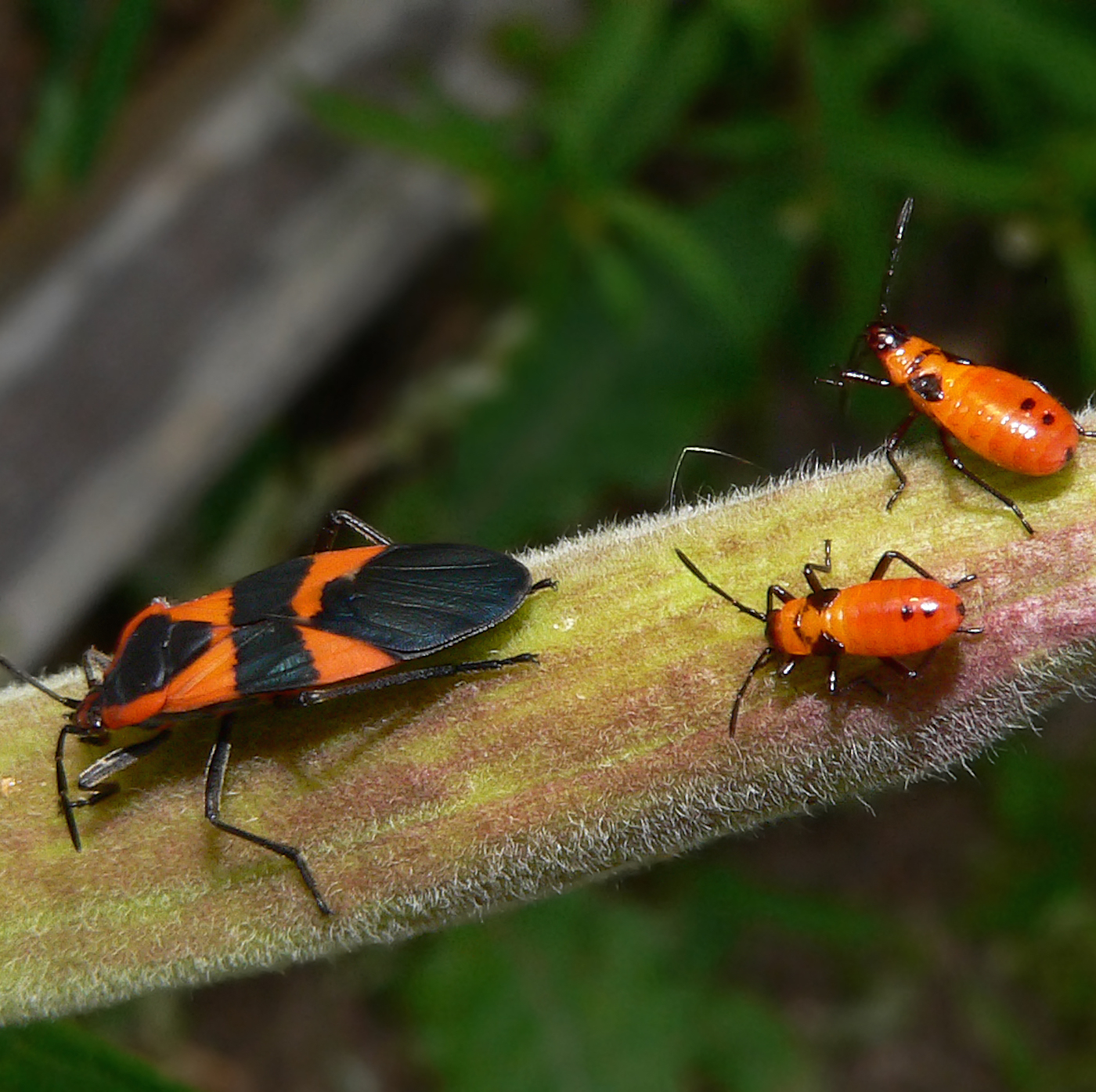 Large milkweed bug