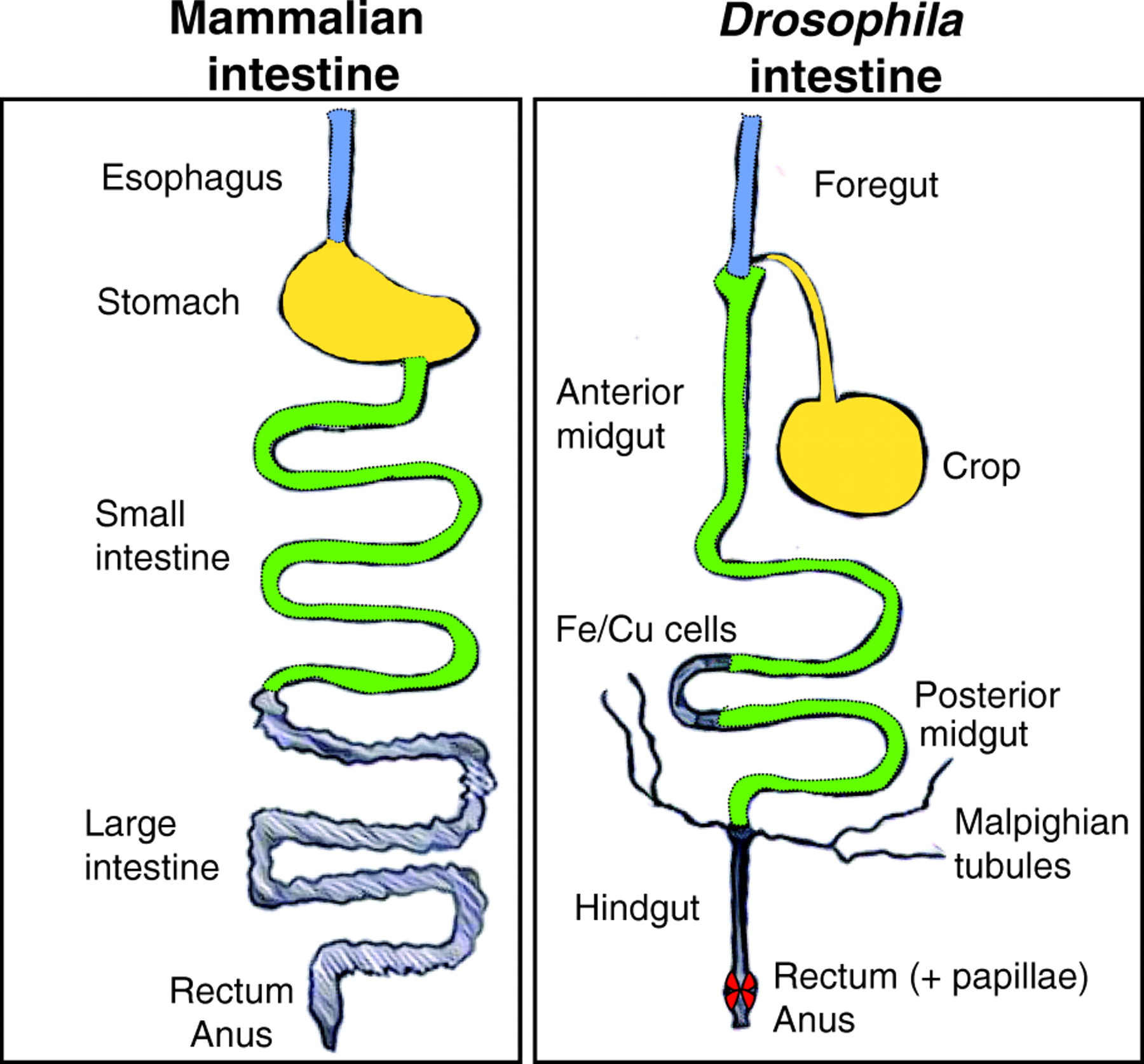 Mammalian Drosophila intestine