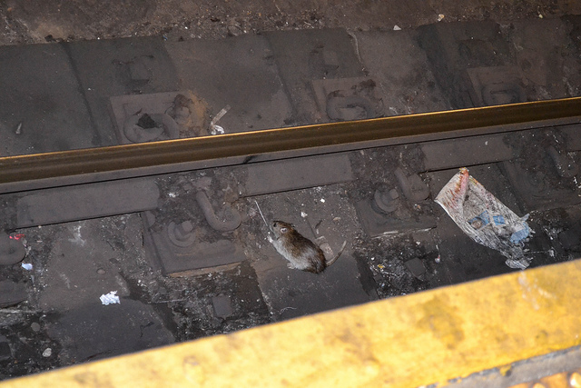 NYC subway rat