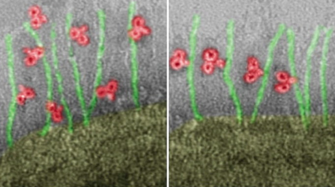 antibody orientation