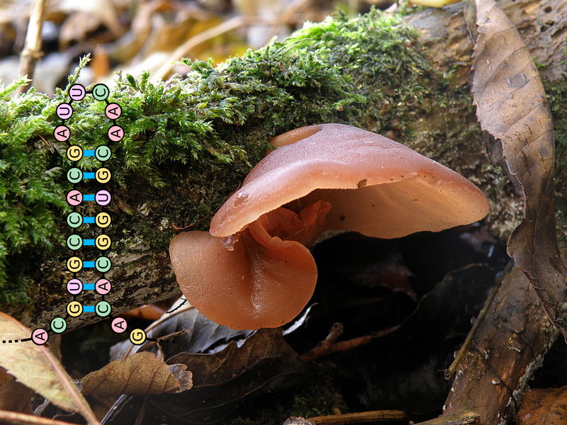 auricularia auricula-judae