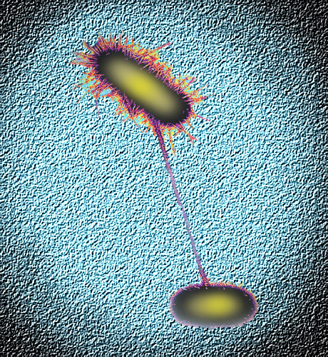 Bacterial conjugation AJ Cann