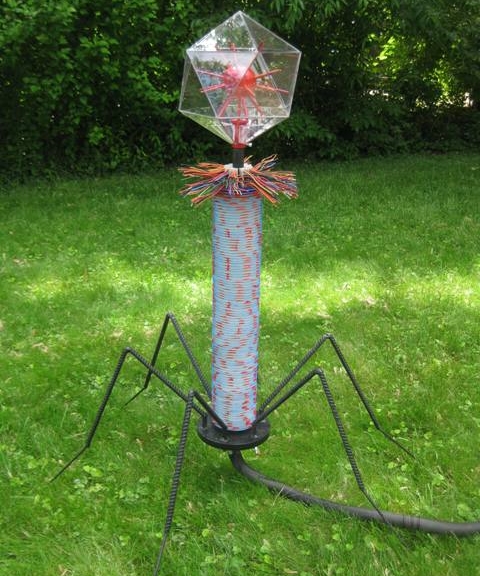 bacteriophage_model