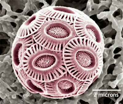 coccolithophore