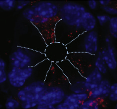 colonic epithelium