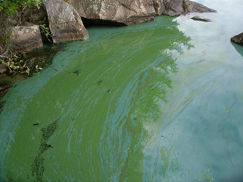 Cyanobacteria in Lake Littoistenjrvi