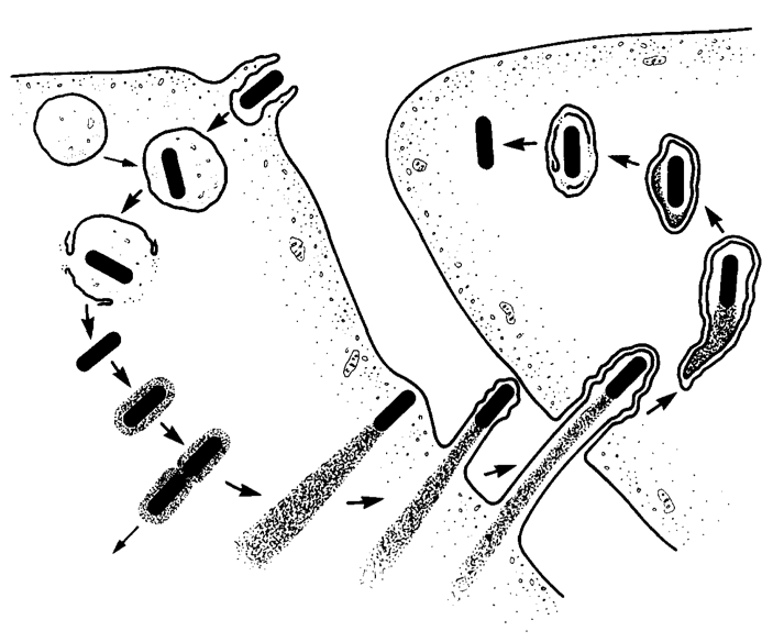 listeria lifecycle