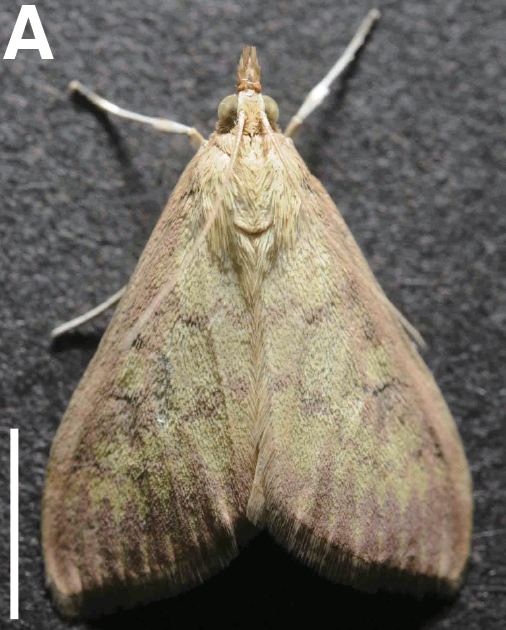 ostrinia