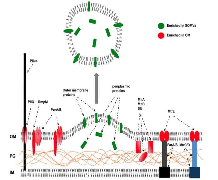 outer membrane vesicles