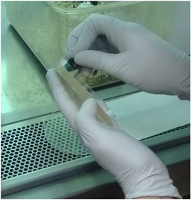Aimee Richards performing the "shedding" assay. By gently pressing the noses of infant mice onto bacteriological agar