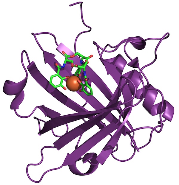 siderocalin