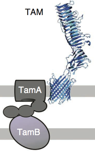 tam