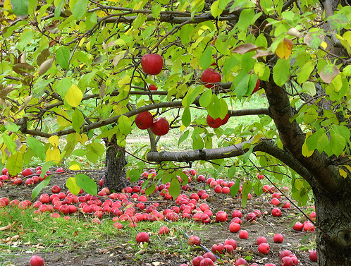 Washington orchard