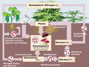 Nitrogen Cycle