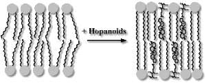 hopanoids