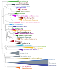 diderms and monoderms