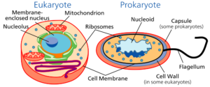 Cell types