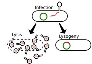lysis or lysogeny