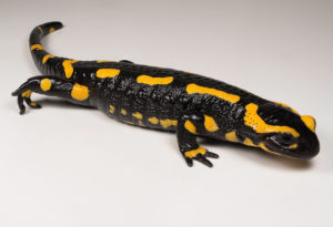 Salamandra salamandra