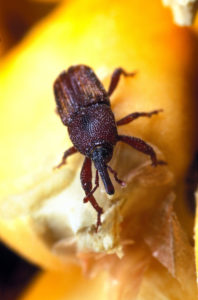 Maize weevil