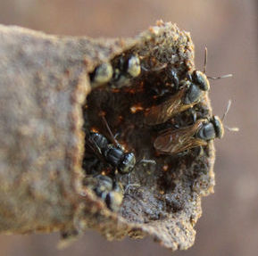 Stingless bee