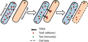 microbial sibling conflict