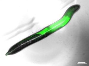 Fluorescent_worm