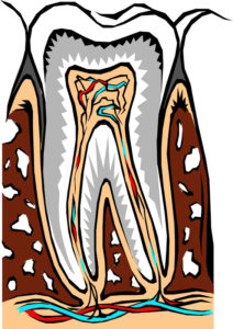 tooth-cross-section