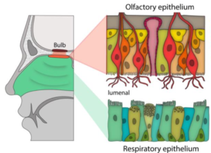 Olfactory epithelium