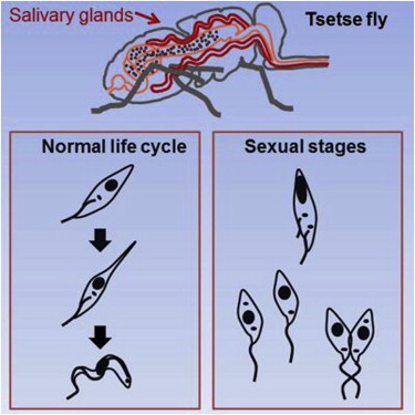 TWiP 68: Sex and the single trypanosome