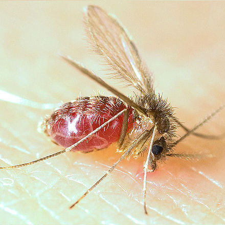 440px-Lutzomyia longipalpis-sandfly